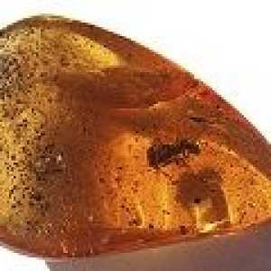 Amber - описание на полезни свойства, прилагане