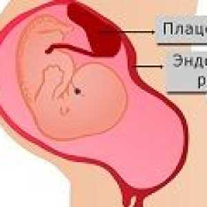 Ендометриума по време на бременност, скоростта на дебелината