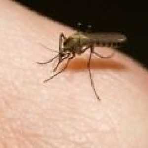 Как за лечение на ухапване от комар?