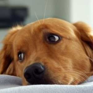 Как да се определи наличието на меланома при кучета, както и дали то се третира