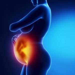 Как е узряването на плацентата по време на бременност