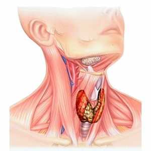 Щитовидната жлеза киста