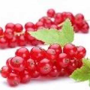 Червено френско грозде: свойствата и употребата на червено френско грозде