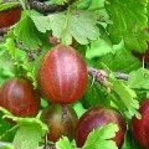 Цариградско грозде: полезни свойства и противопоказания