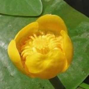 Жълта водна роза - описание на полезни свойства, прилагане