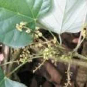 Кураре (растение) - описание на полезни свойства, използването на