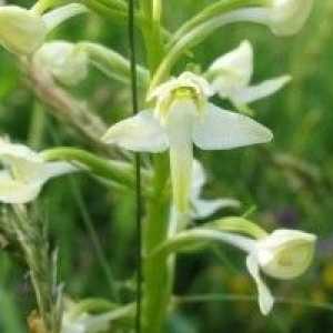 Platanthera bifolia - описание на полезни свойства, прилагане