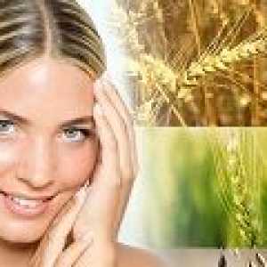 Маслото от пшеничен зародиш за лице, коса, приложение