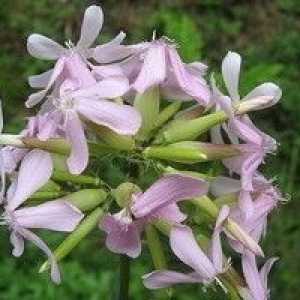 Saponaria Officinalis - описание на полезни свойства, прилагане