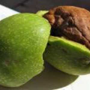 Тинктура от зелен орех: заявление