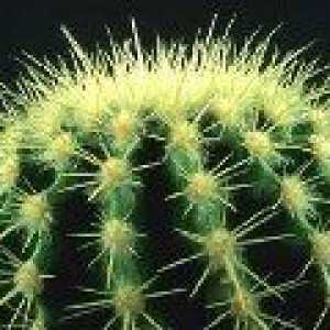 Opuntia - кактус (видове и поддръжка) - описание на полезни свойства, прилагане