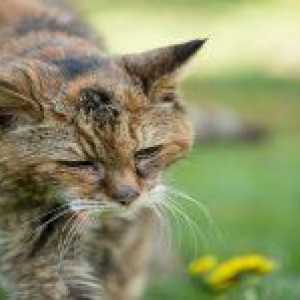Особености и методи за лечение на рак при котките