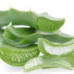 Дали Aloe акне: полезните свойства на алое и ефективни рецепти