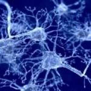Помощ специални неврони на човешкия мозък във възприемането на вкуса