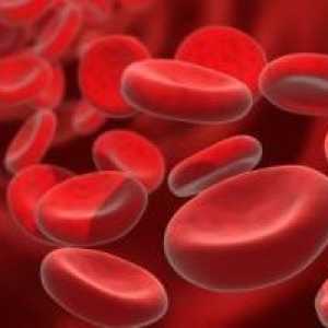 Увеличаване на броя на левкоцитите в кръвта: левкоцитоза