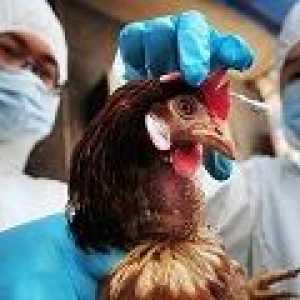 Птичият грип: Причини, симптоми, лечение