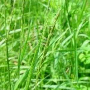Wheatgrass - описание на полезни свойства, прилагане