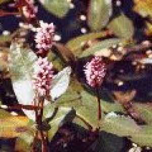 Pondweed (растение) - описание на полезни свойства, използването на