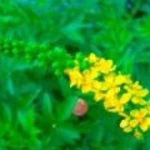 Камшиче обикновена трева - описание на полезни свойства, приложение