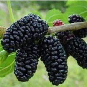 Mulberry (черничеви черно) - описание на полезни свойства, използването на