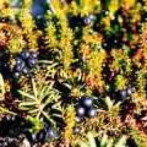 Shiksha или черен crowberry (трева): полезни свойства