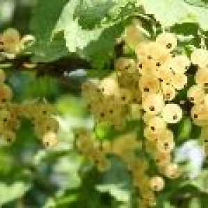 Белите касис - ползи и вреди на бяло френско грозде