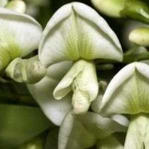 Sophora Japonica - описание на полезни свойства, прилагане