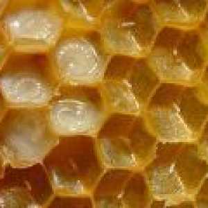 Свойствата на пчелно млечице