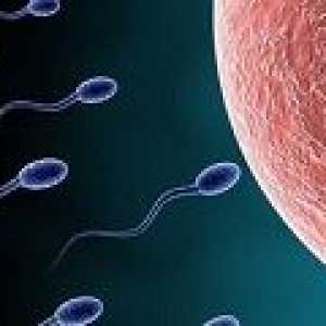 Първите създадени сперматозоиди от човешка кожа