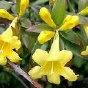 Жълт жасмин - описание на полезни свойства, използването на