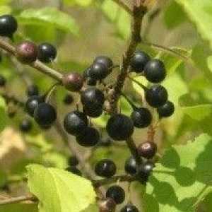 Rhineberry - описание на полезни свойства, прилагане